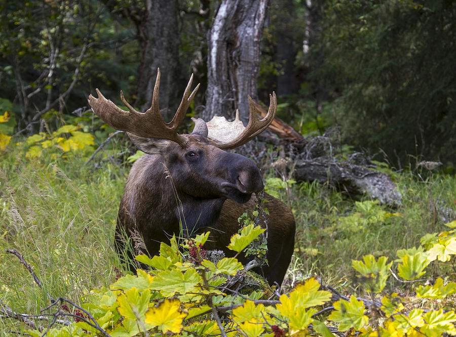 Moose Photograph - Pretty Bull #1 by Doug Lloyd