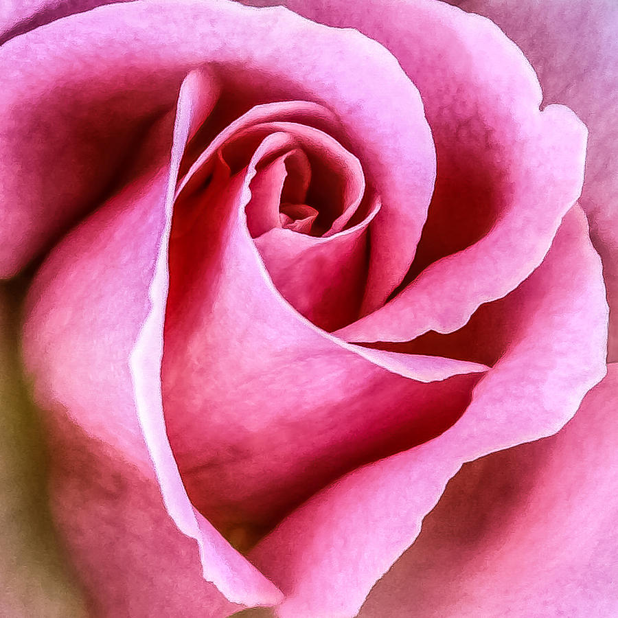 Rose Photograph - Pretty in Pink #2 by CarolLMiller Photography