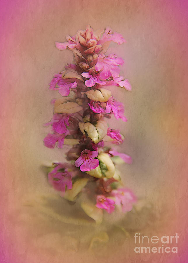 Orchid Photograph - Pretty in Pink #2 by Judi Bagwell