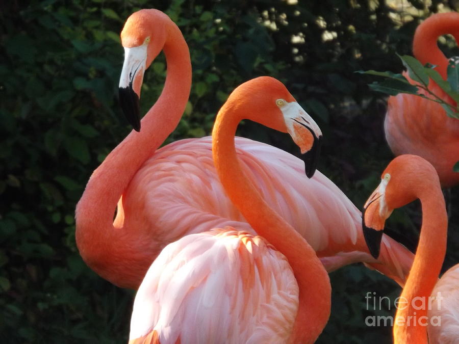 Pink Flamingoes Photograph by Lingfai Leung