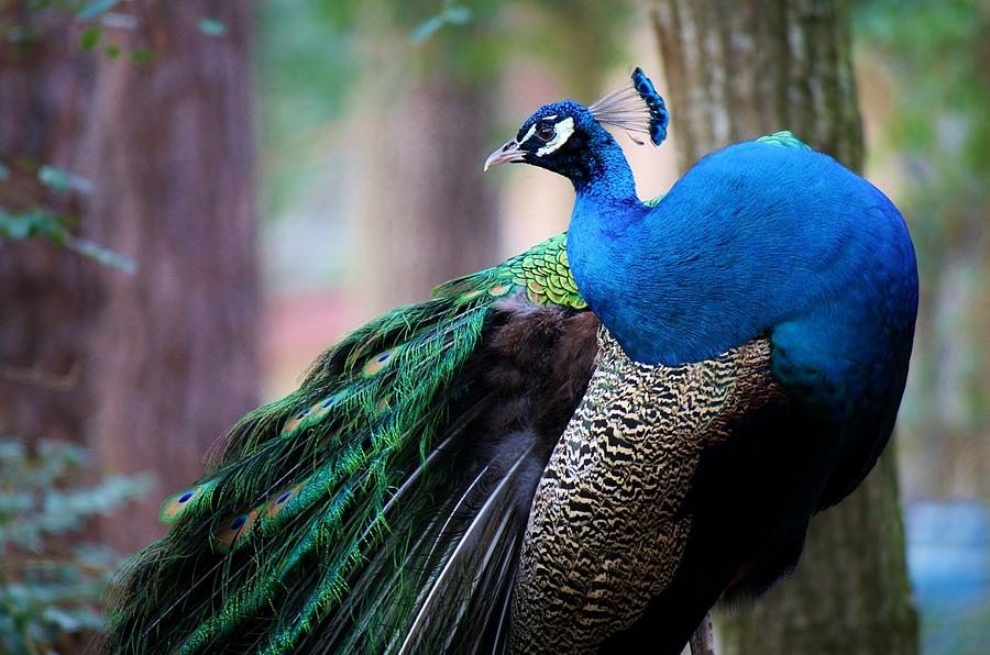 Download Pretty Peacock Photograph by Paulette Thomas