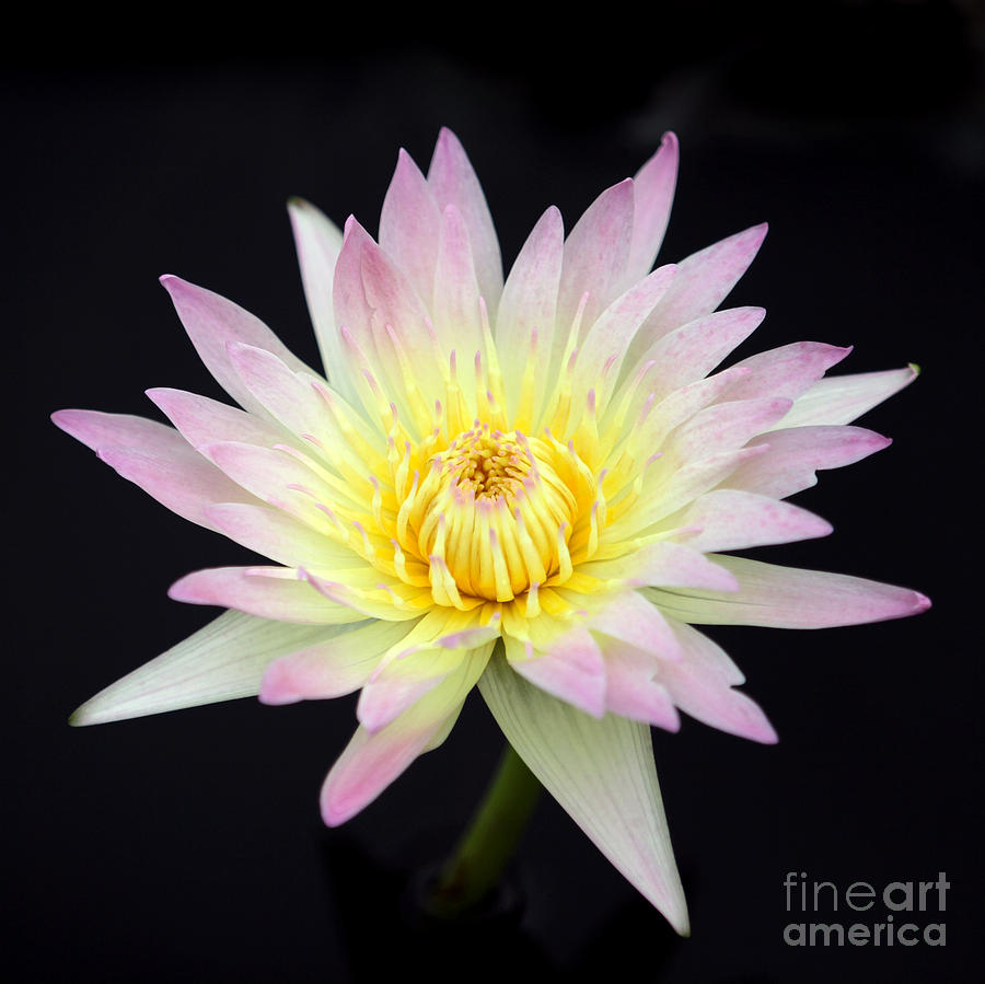 Claude Monet Photograph - Pretty Pink and Yellow Water Lily #1 by Sabrina L Ryan
