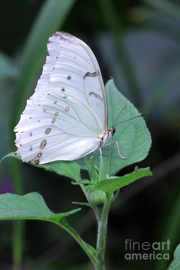 Pretty White Butterfly #2 Photograph by Jeremy Hayden