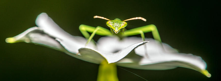 Prey Mantis  #1 Photograph by Joe Smereczansky