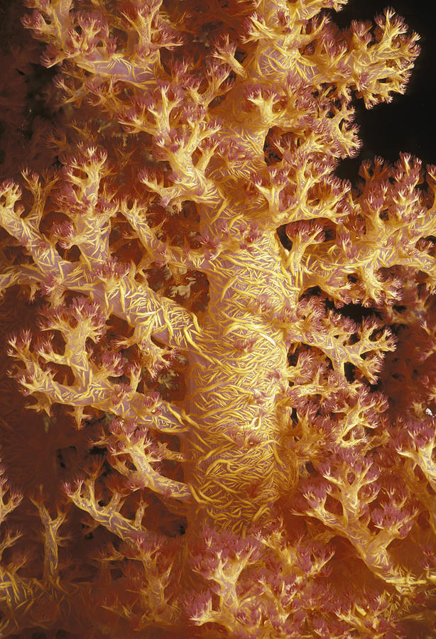 Prickly Alcyonarian Coral #1 Photograph by Jeff Rotman