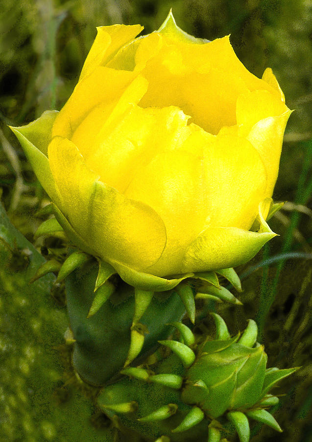 Cactus Photograph - Prickly Pear Cactus Bloom  by Jim Smith