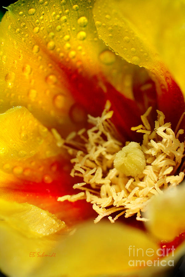 Prickly Pear Cactus Flower #1 Photograph by E B Schmidt