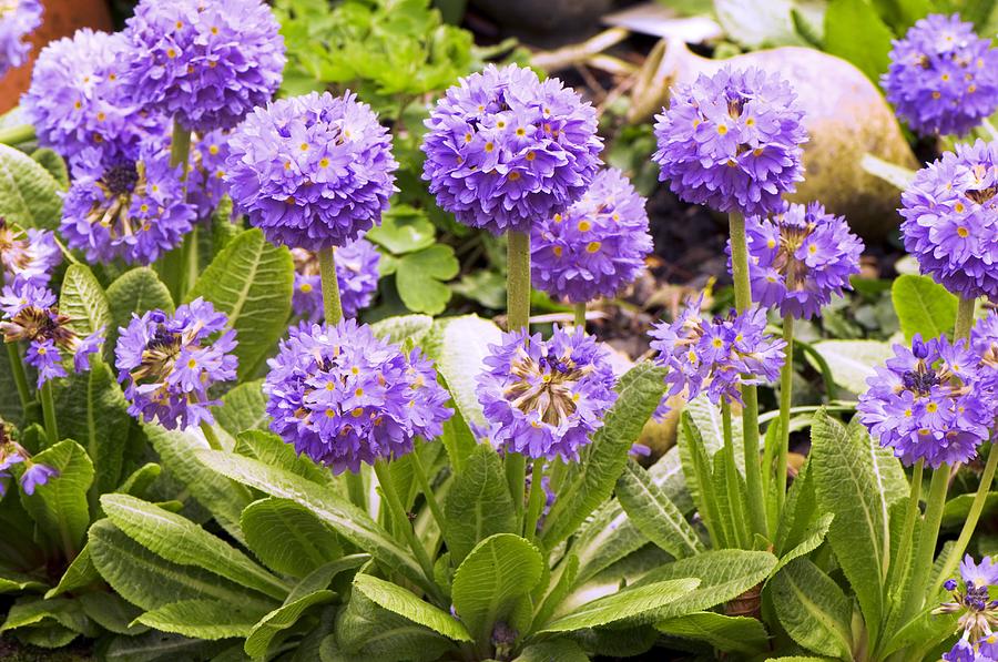 Primula Denticulata Photograph - Primula denticulata by Science Photo Library Primula Denticulata Photograph - Primula denticulata by Science Photo Library