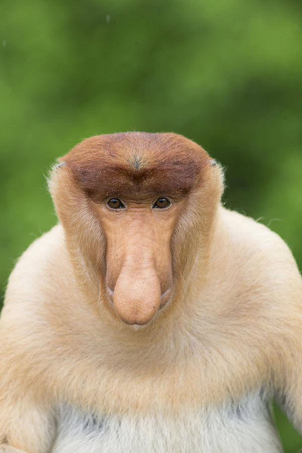 Proboscis Monkey Dominant Male Sabah #1 Photograph by Suzi Eszterhas