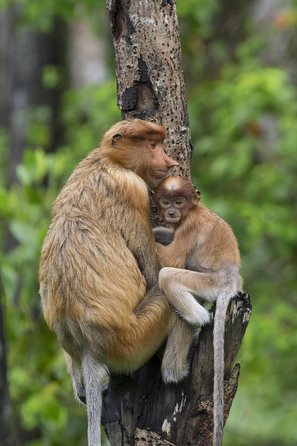 Proboscis Monkey Mother And Three Month #1 Photograph by Suzi Eszterhas