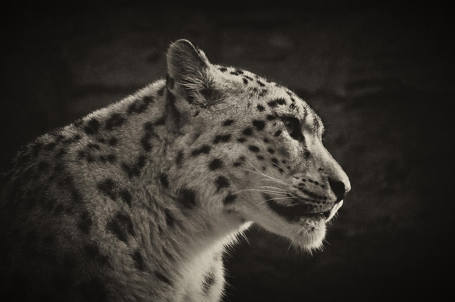 Profile of a Snow Leopard #1 Photograph by Chris Boulton