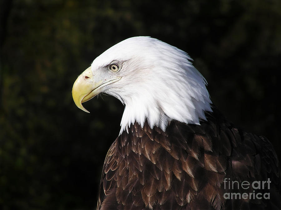 Profile portrait of an American Bald Eagle Photograph by Sylvie ...