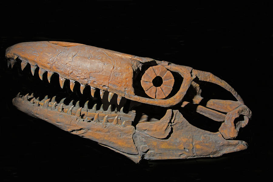 Prognathodon Stadtmani Skull #1 Photograph by Millard H. Sharp