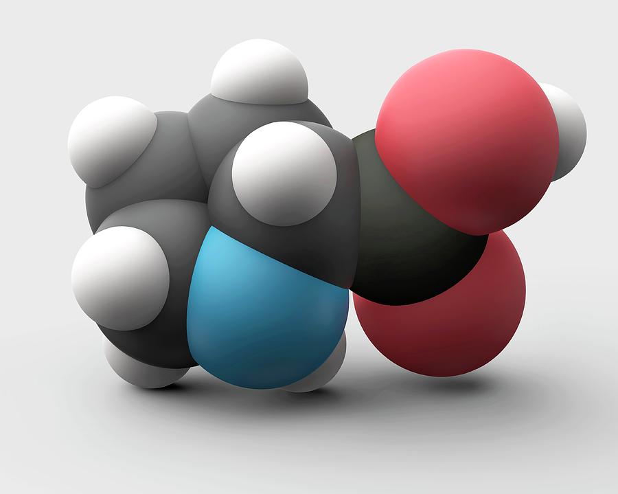 Proline Amino Acid Molecule Photograph by Carlos Clarivan/science Photo ...