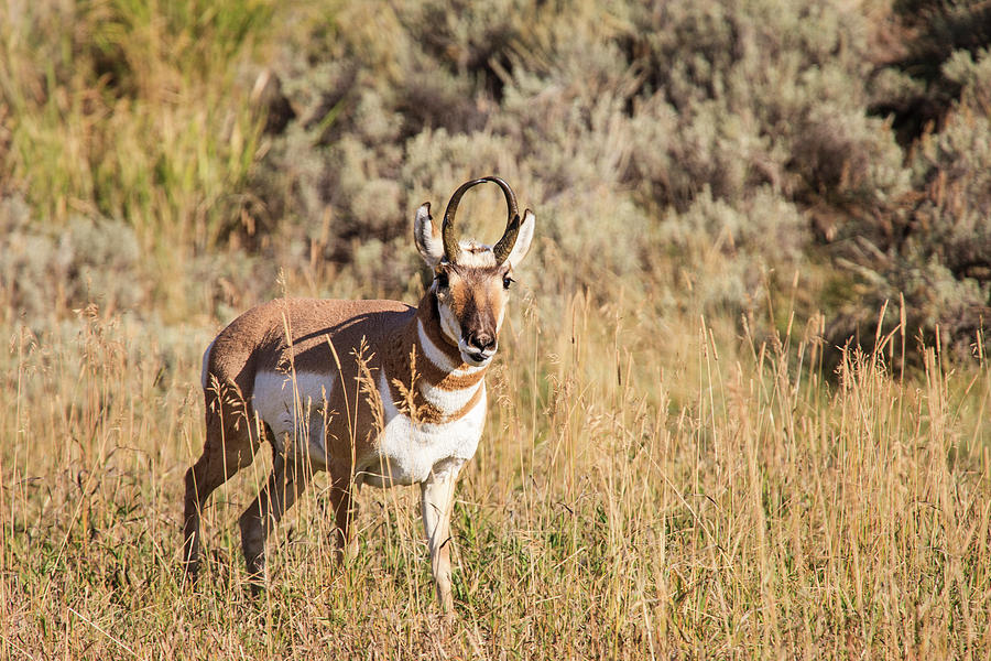 Yellowstone National Park Photograph - Prong Horn Antelopes #1 by Tom Norring