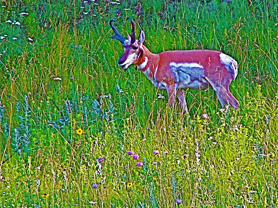 Pronghorn Among Wildflowers In Custer State Park-South Dakota ...