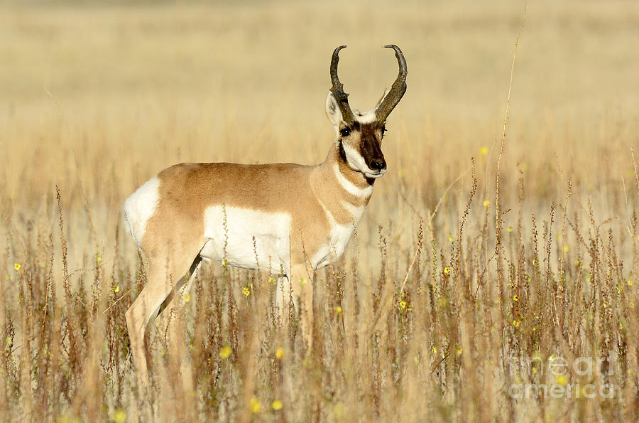 Pronghorn Buck #2 Photograph by Dennis Hammer
