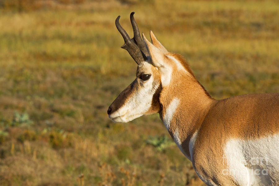 Pronghorn #1 Photograph by Fred Stearns