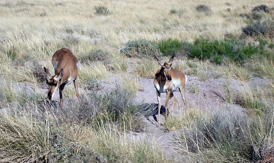 Pronghorn #1 Photograph by Susan Woodward