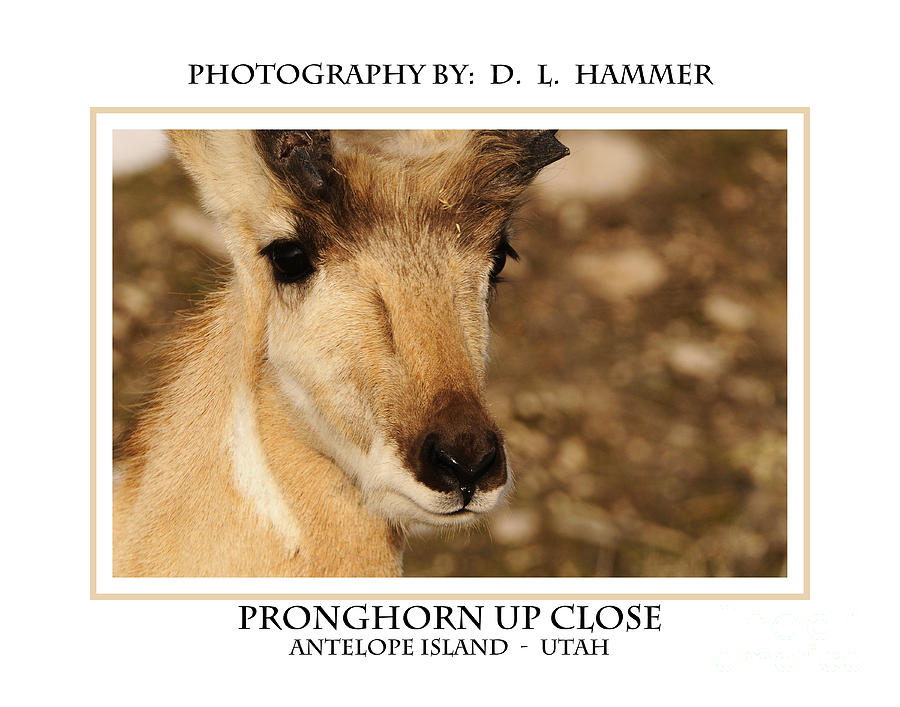 Pronghorn Up Close #1 Photograph by Dennis Hammer