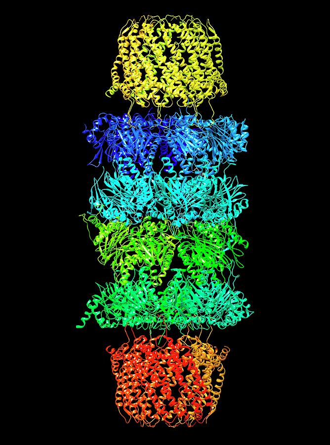 Proteasome Photograph by Alfred Pasiekascience Photo Library Biology Diagrams