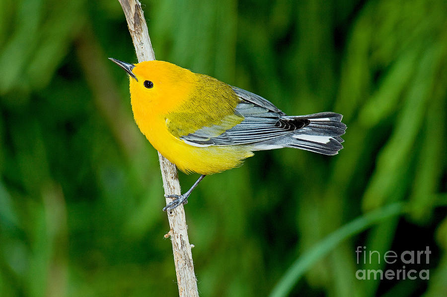 Warbler Photograph - Prothonotary Warbler #1 by Anthony Mercieca