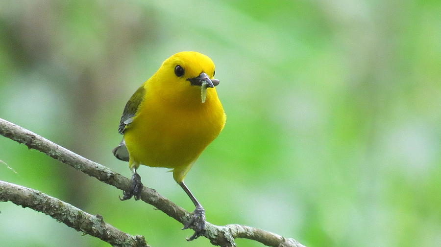 Prothonotary Warbler Photograph - Prothonotary Warbler #1 by Betty Berard