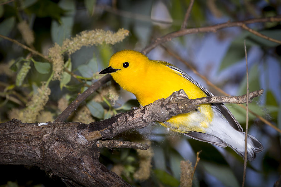 Prothonotary Warbler #2 Photograph by Jack R Perry