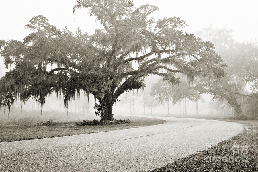 Tree Photograph - Proud Oak in the Fog #1 by Scott Pellegrin
