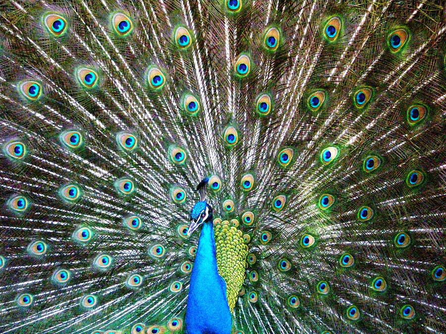 Proud Peacock Photograph by Kevin B Bohner