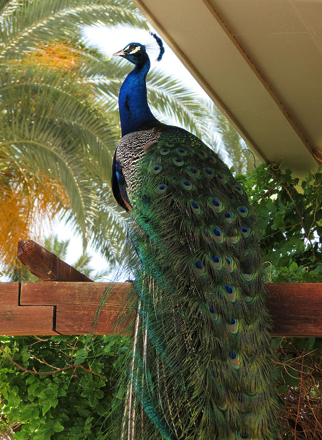 Proud Peacock Photograph