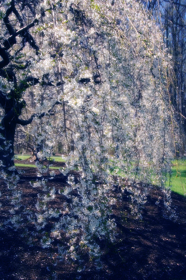 Prunus Subhirtella pendula #1 Photograph by Science Photo Library Prunus Subhirtella pendula #1 Photograph by Science Photo Library