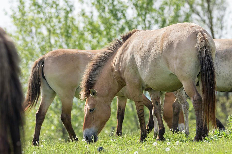 Przewalskis Horses Or Takhi (equus Photograph by Martin Zwick | Fine ...