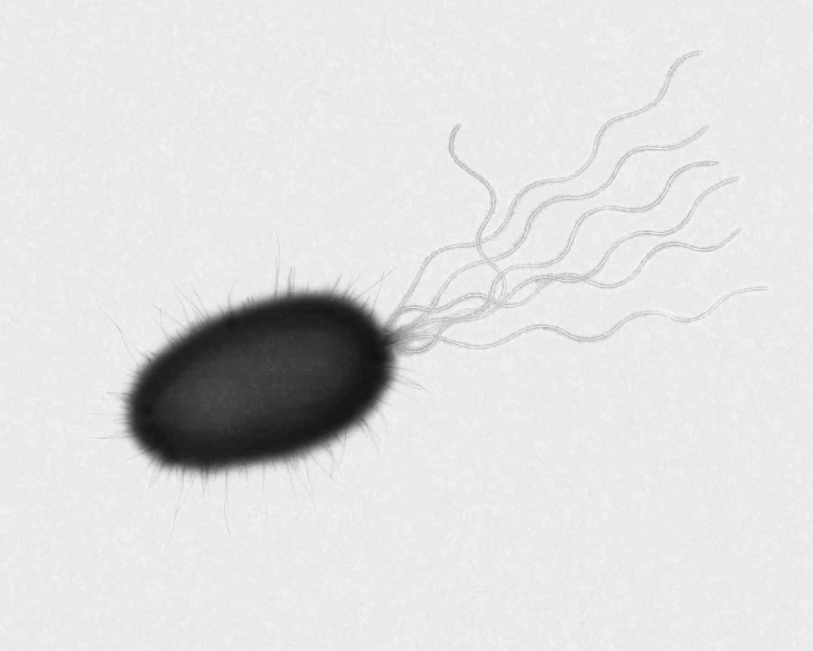 Pseudomonas Sp. Bacterium Photograph by Dennis Kunkel Microscopy ...