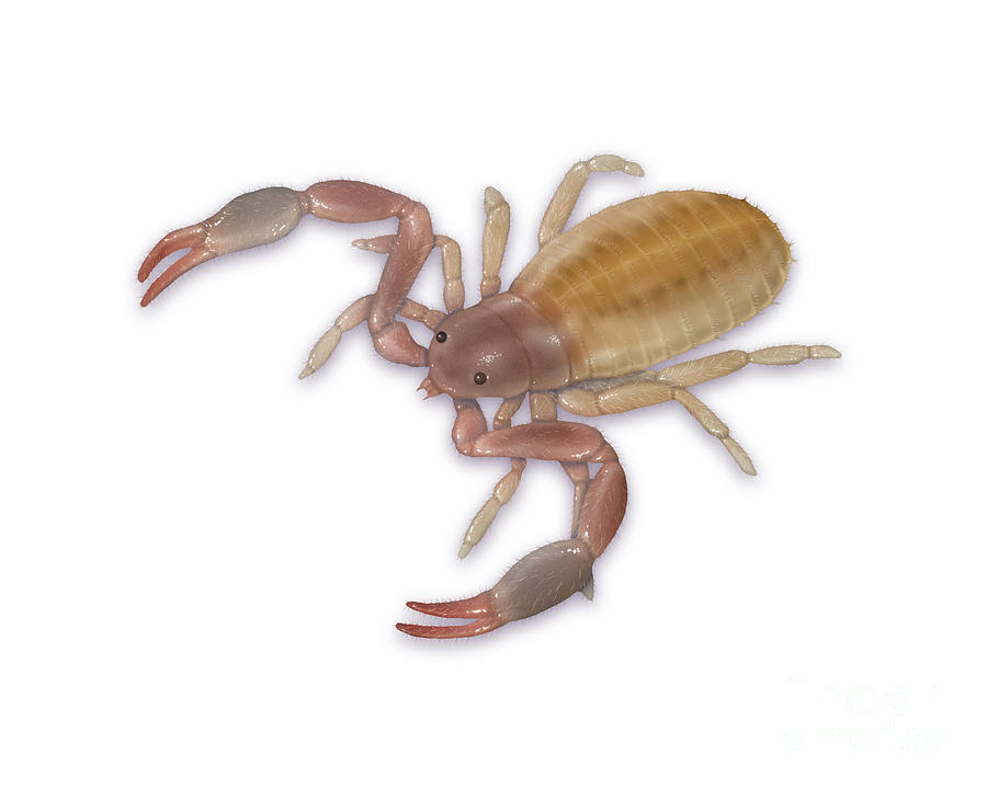 Pseudoscorpion False Scorpion #1 Photograph by Carlyn Iverson