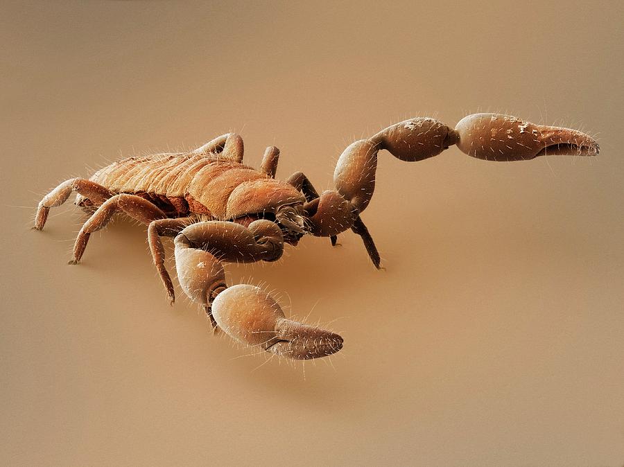 Aggressive Photograph - Pseudoscorpion (sem) #1 by Power And Syred