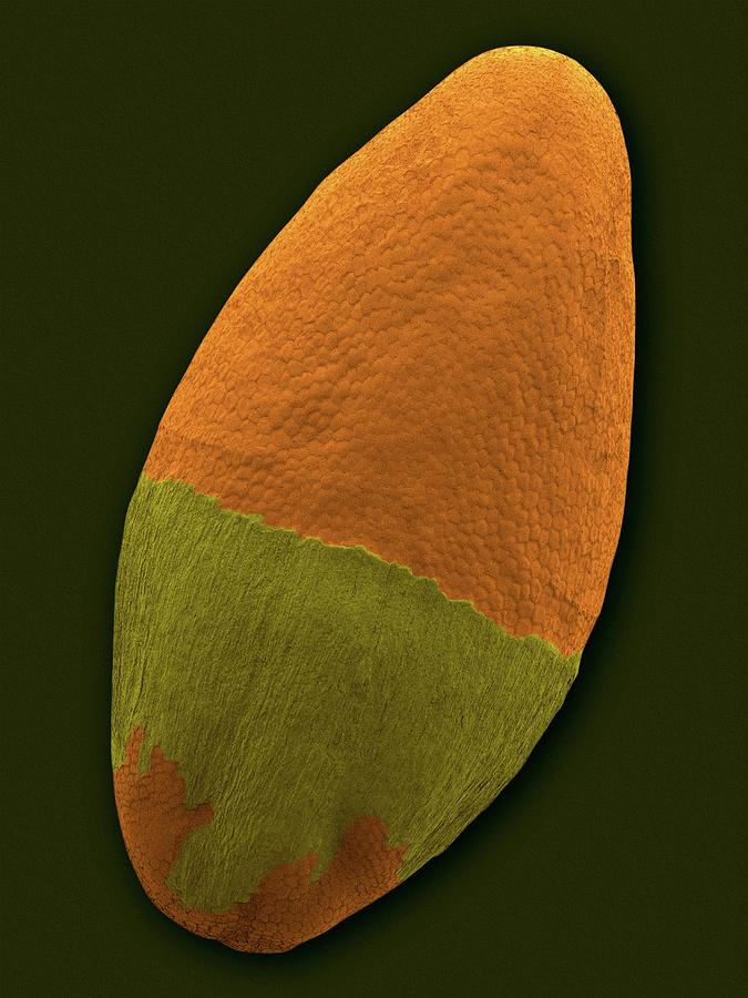 Psyllium Seed (plantago Ovata) #1 Photograph by Dennis Kunkel Microscopy/science Photo Library