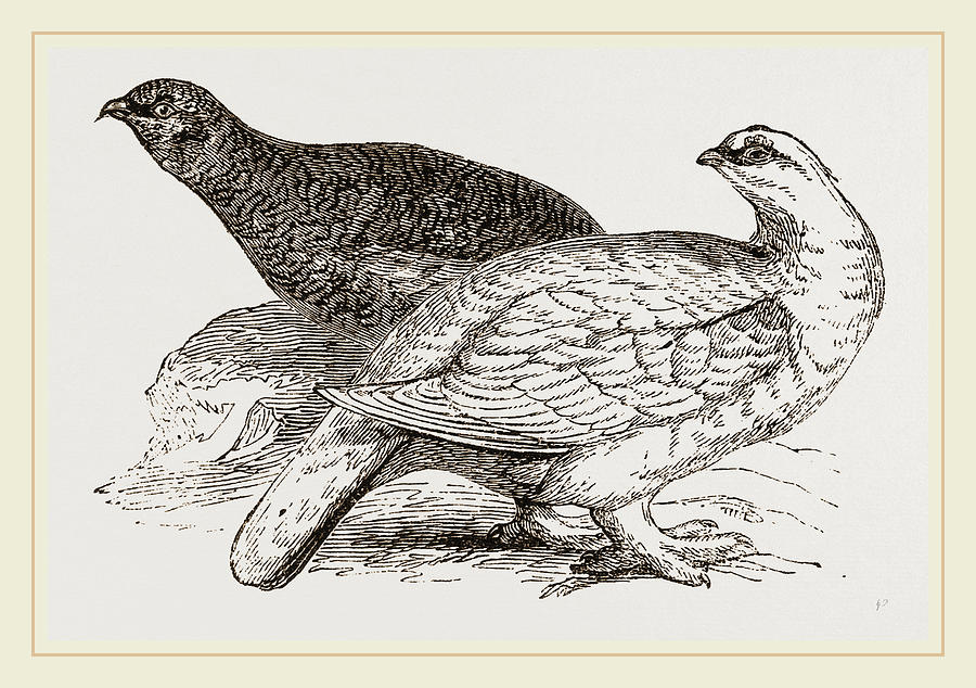 Ptarmigans Drawing by Litz Collection - Fine Art America