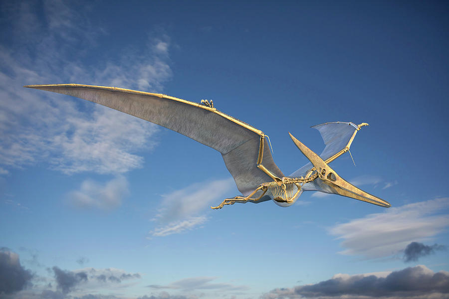 pteranodon skeleton