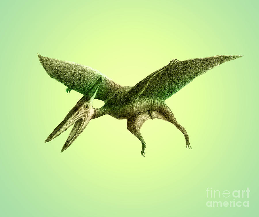 Pterodactyl, Cretaceous Dinosaur #2 Photograph by Spencer Sutton