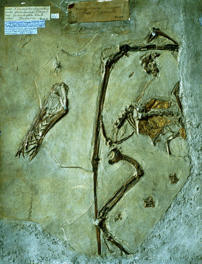 pterodactyl dinosaur fossil