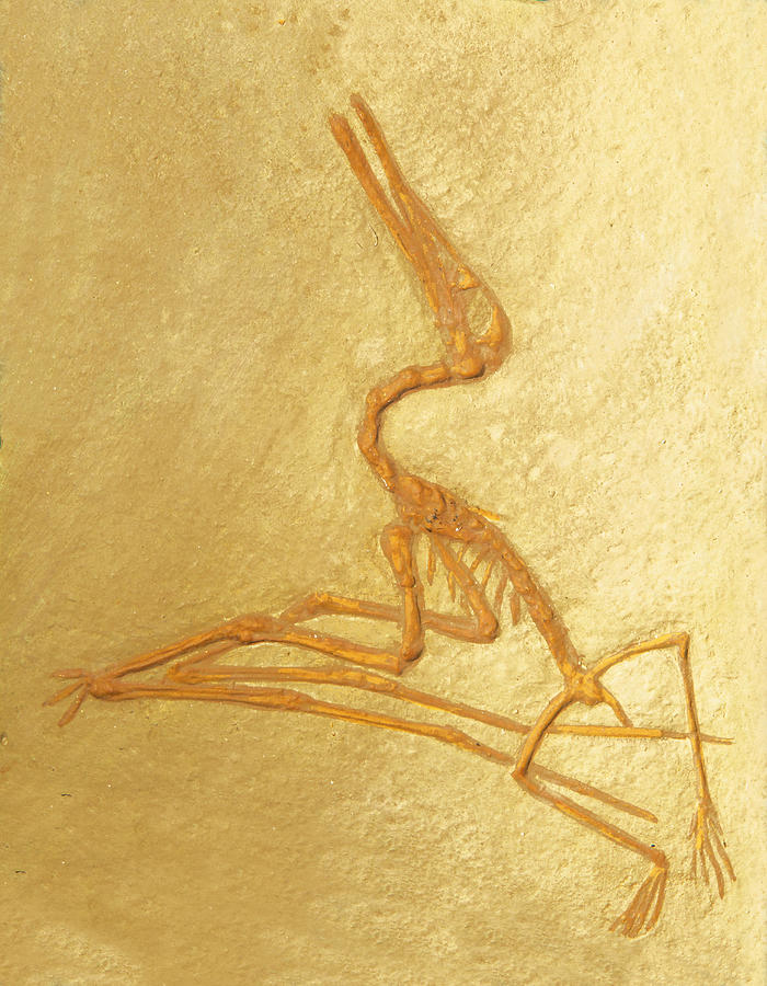 Pterosaur Fossil #1 Photograph by Millard H. Sharp