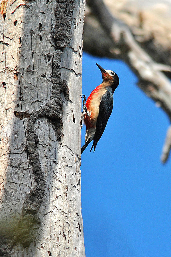 Woodpecker Photograph - Puerto Rican Woodpecker endemic #1 by Alan Lenk