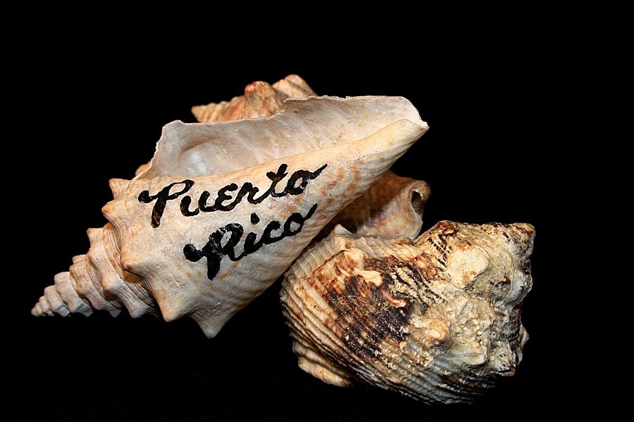 Puerto Rico Seashells #1 Photograph by Ester McGuire