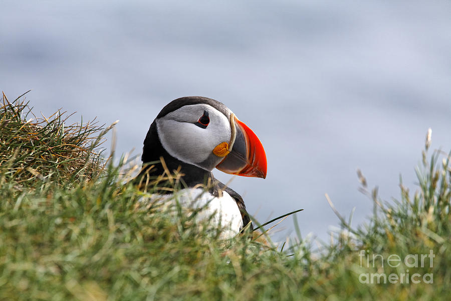 Puffin at Latrabjarg in Iceland #1 Photograph by Robert Preston