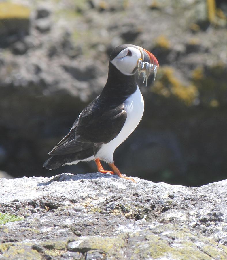 Puffin  #2 Photograph by David Grant