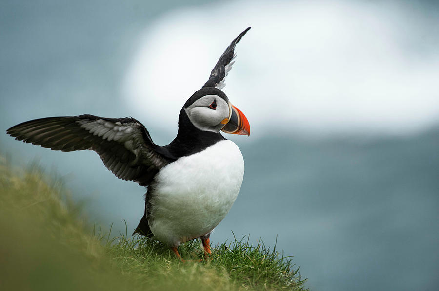 Puffin In Faroe Islands Photograph by Brandon Huttenlocher | Fine Art ...