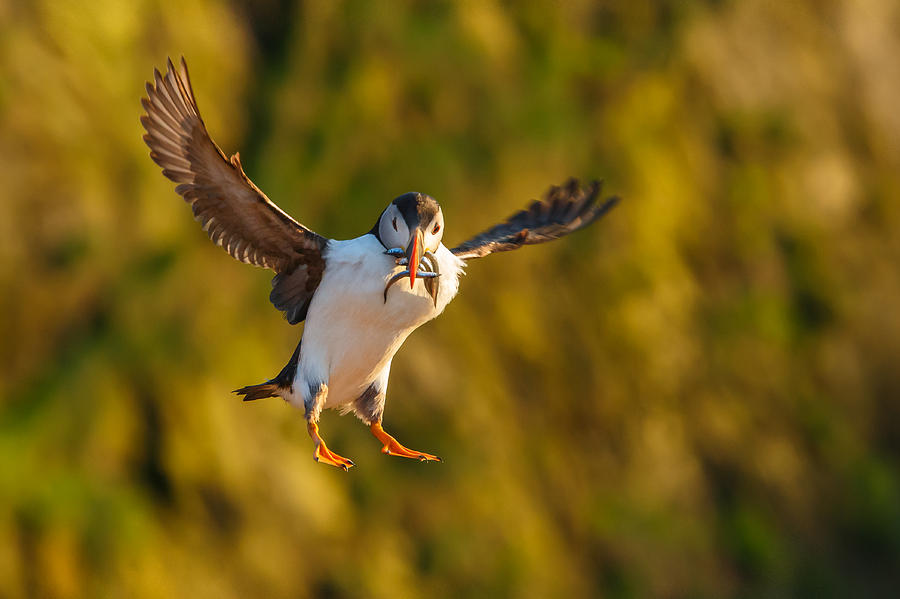 Puffin Photograph - Puffin landing #1 by Izzy Standbridge