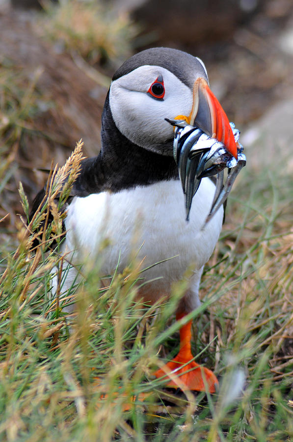 Puffin Photograph - Puffin #1 by Rachel  Slater