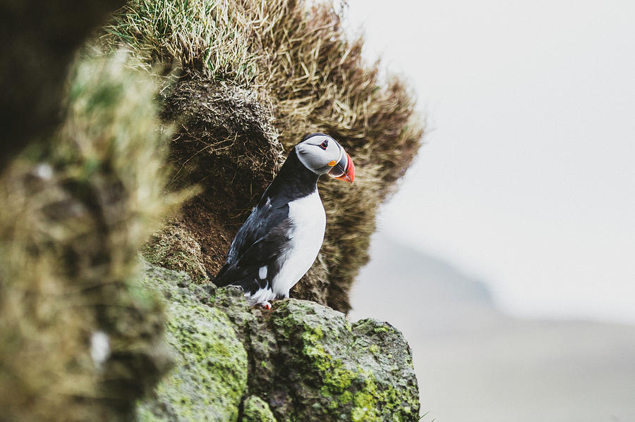 Wildlife Photograph - Puffins On The Islet Of Mykines, Faroe #1 by Sergio Villalba